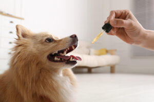5-Reasons-Why-Your-Anxious-Dog-May-Benefit-from-Calming-Medication